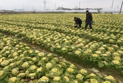 土壤快速分析仪在园艺种植中的应用